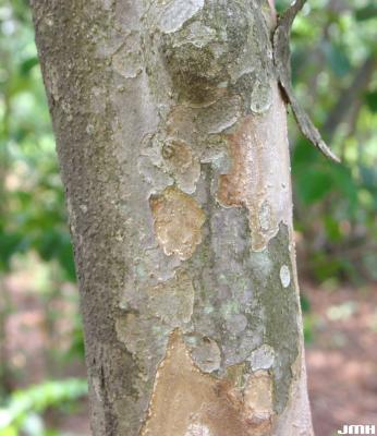 Cornus kousa var. chinensis A. Osborn (Chinese kousa dogwood), bark