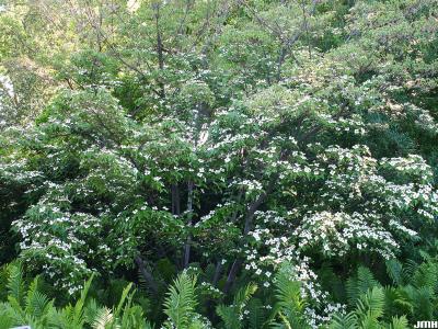 Cornus kousa var. chinensis A. Osborn (Chinese kousa dogwood), blooming shrub form, growth habit