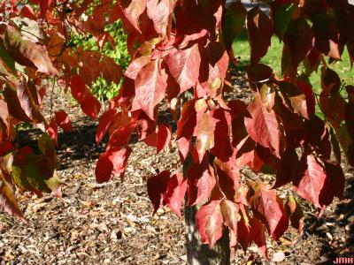 Cornus florida L. (flowering dogwood), leaves, fall color