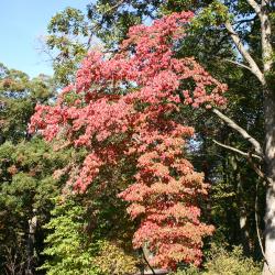 Cornus florida L. (flowering dogwood), tree form, fall color