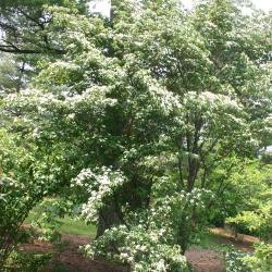 Cornus kousa var. chinensis A. Osborn (Chinese kousa dogwood), growth habit, blooming shrub form