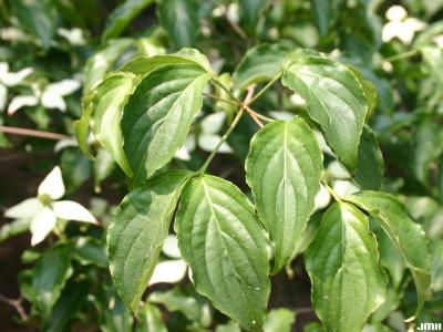 Cornus kousa var. chinensis A. Osborn (Chinese kousa dogwood), leaves