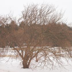 Cornus mas L. (Cornelian-cherry dogwood), tree form 
