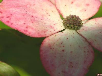Cornus kousa ‘Satomi’ (Satomi kousa dogwood), macro close-up of flowers