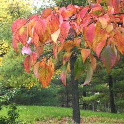 Cornus florida L. (flowering dogwood), branch with leaves, fall color