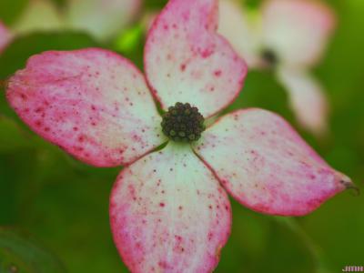 Cornus kousa ‘Satomi’ (Satomi kousa dogwood), macro close-up of flowers
