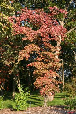 Cornus florida L. (flowering dogwood), tree form, fall color