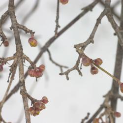 Cornus mas L. (Cornelian-cherry dogwood), close-up of buds