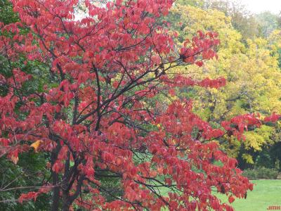 Cornus florida L. (flowering dogwood), shrub form, fall color