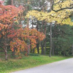 Cornus florida L. (flowering dogwood), tree next to road next to other tree, fall color