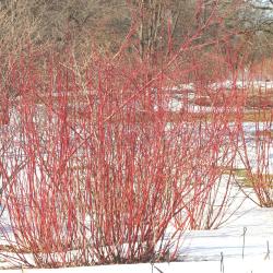 Cornus sericea ssp. sericea (red-osier dogwood), growth habit, shrub form