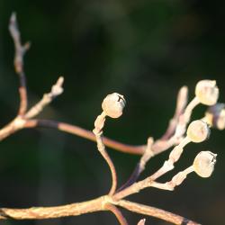Cornus florida L. (flowering dogwood), flower buds
