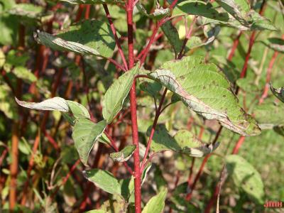 Cornus sericea ssp. sericea (red-osier dogwood), leaves