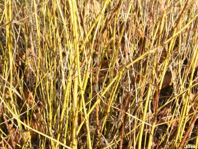Cornus sericea ssp. sericea ‘Flaviramea’ (Yellow-twigged dogwood), shrub form, growth habit, close-up of stems