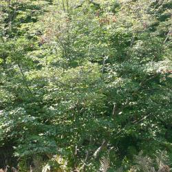 Cornus kousa var. chinensis A. Osborn (Chinese kousa dogwood), shrub form, growth habit