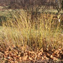 Cornus sericea ssp. sericea ‘Flaviramea’ (Yellow-twigged dogwood), shrub form