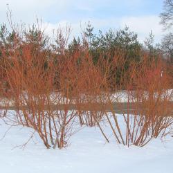 Cornus sericea ssp. sericea ‘Cardinal’ (Cardinal red-osier dogwood), plant form,  plant habit