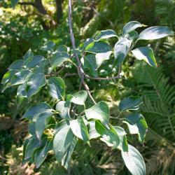 Cornus kousa var. chinensis A. Osborn (Chinese kousa dogwood), leaves
