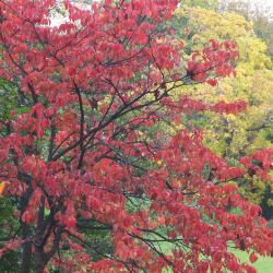 Cornus florida L. (flowering dogwood), shrub form, fall color