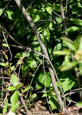 Cornus racemosa Lamarck (gray dogwood), bark
