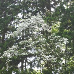 Cornus florida L. (flowering dogwood), blooming tree form