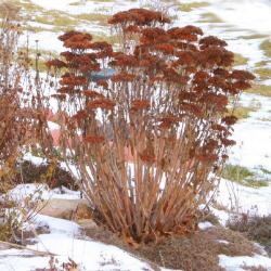 Hylotelephium ‘Herbstfreude’ (Autumn Joy stonecrop), perennial succulent, dried inflorescence