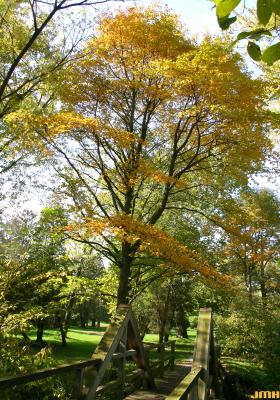 Nyssa sylvatica Marsh. (tupelo), growth habit, mature tree form