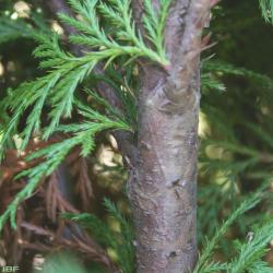 Chamaecyparis nootkatensis (D. Don) Spach. (Alaska-cedar), bark