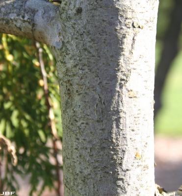Chamaecyparis nootkatensis ‘Green Arrow’ (Green Arrow Alaska-cypress), bark
