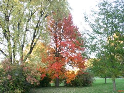 Nyssa sylvatica Marsh. (tupelo), tree form, fall color