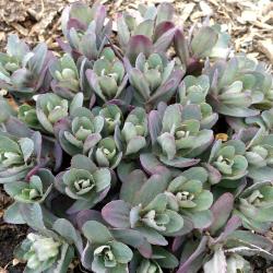 Sedum ‘Purple Emperor’ (Purple Emperor stonecrop), perennial succulent, leaves