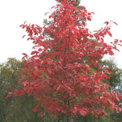 Nyssa sylvatica Marsh. (tupelo), young tree form, fall color