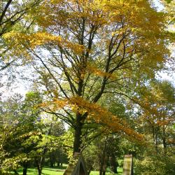 Nyssa sylvatica Marsh. (tupelo), growth habit, mature tree form