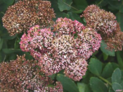 Hylotelephium ‘Herbstfreude’ (Autumn Joy stonecrop), perennial succulent, inflorescence