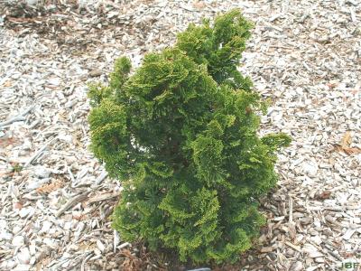 Chamaecyparis obtusa ‘Nana Gracilis’ (Dwarf Slender Hinoki-cypress), growth habit, tree form
