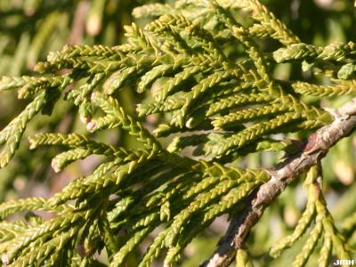 Chamaecyparis nootkatensis ‘Green Arrow’ (Green Arrow Alaska-cypress), macro close-up of leaves