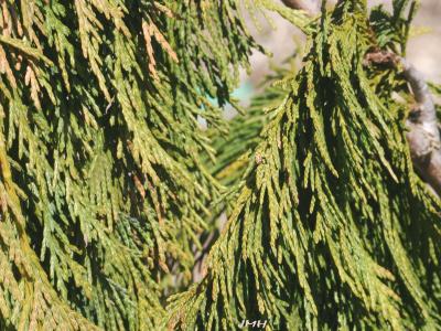 Chamaecyparis nootkatensis ‘Glauca Pendula’ (Blue Weeping Alaska-cedar), leaves