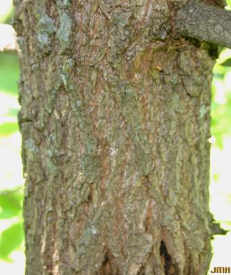 Nyssa aquatica L. (water tupelo), bark