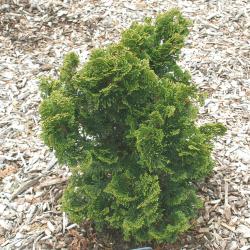 Chamaecyparis obtusa ‘Nana Gracilis’ (Dwarf Slender Hinoki-cypress), growth habit, tree form