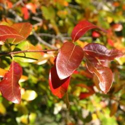 Nyssa sylvatica Marsh. (tupelo), leaves, fall color