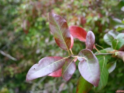 Nyssa sylvatica Marsh. (tupelo), leaves