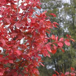 Nyssa sylvatica Marsh. (tupelo), branches with leaves, fall color