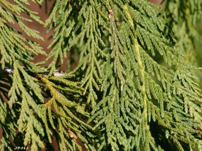 Chamaecyparis nootkatensis ‘Green Arrow’ (Green Arrow Alaska-cypress), close-up of leaves