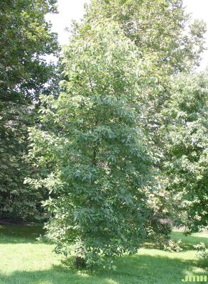Nyssa aquatica L. (water tupelo), growth habit, tree form