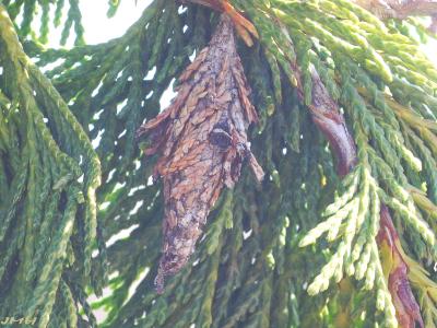 Chamaecyparis nootkatensis ‘Glauca Pendula’ (Blue Weeping Alaska-cedar), bagworm case, cocoon