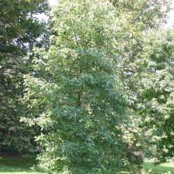 Nyssa aquatica L. (water tupelo), growth habit, tree form