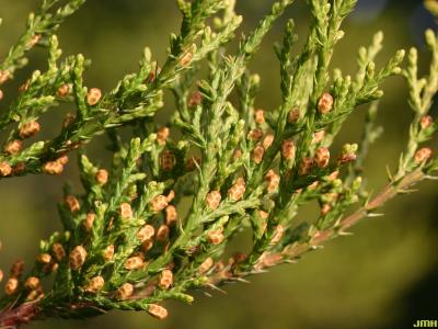 Juniperus ashei Buchholz (Ashe’s juniper), leaves showing male cones