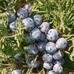 Juniperus chinensis ‘Ames’ (Ames Chinese juniper), close-up of fruit