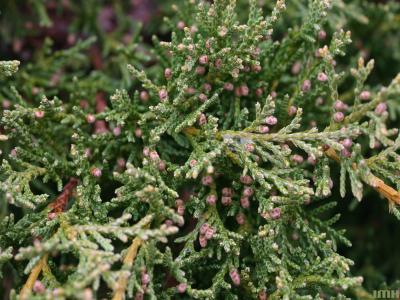 Juniperus chinensis ‘Pfitzeriana Aurea’ (Golden Pfitzer Chinese juniper), close-up of leaves showing male cones