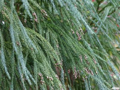 Cryptomeria japonica (L. f.) D. Don (Japanese-cedar), close-up of leaves